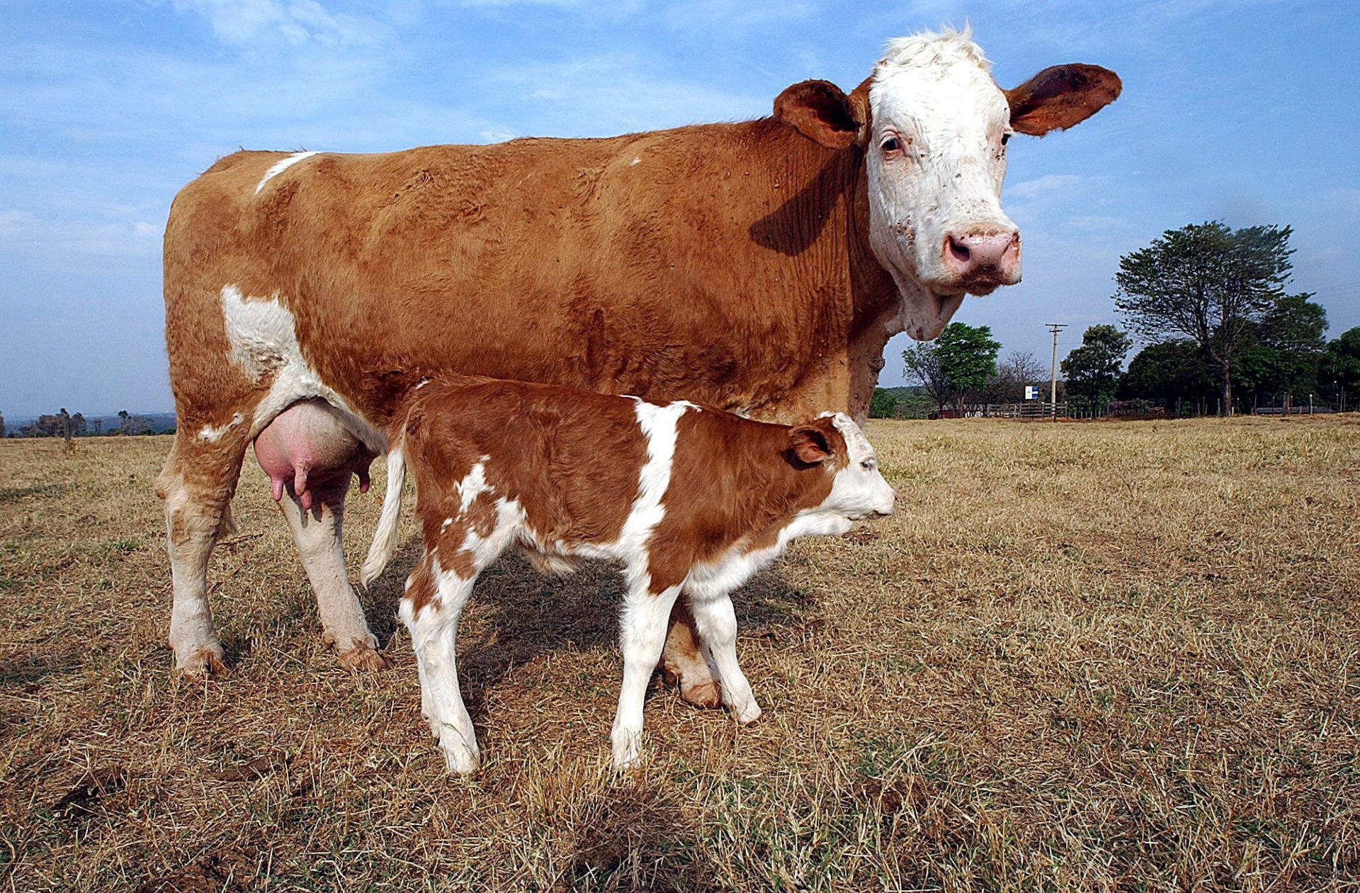 Imagen de una vaca con ternera