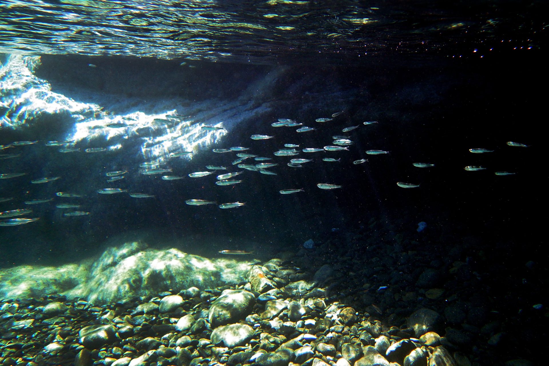 sardina boquerón mediterráneo