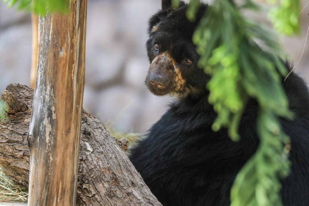 Vista de un oso de anteojos, el 20 de septiembre del 2023 en el Zoológico de Guayllabamba (Ecuador). EFE/José Jácome