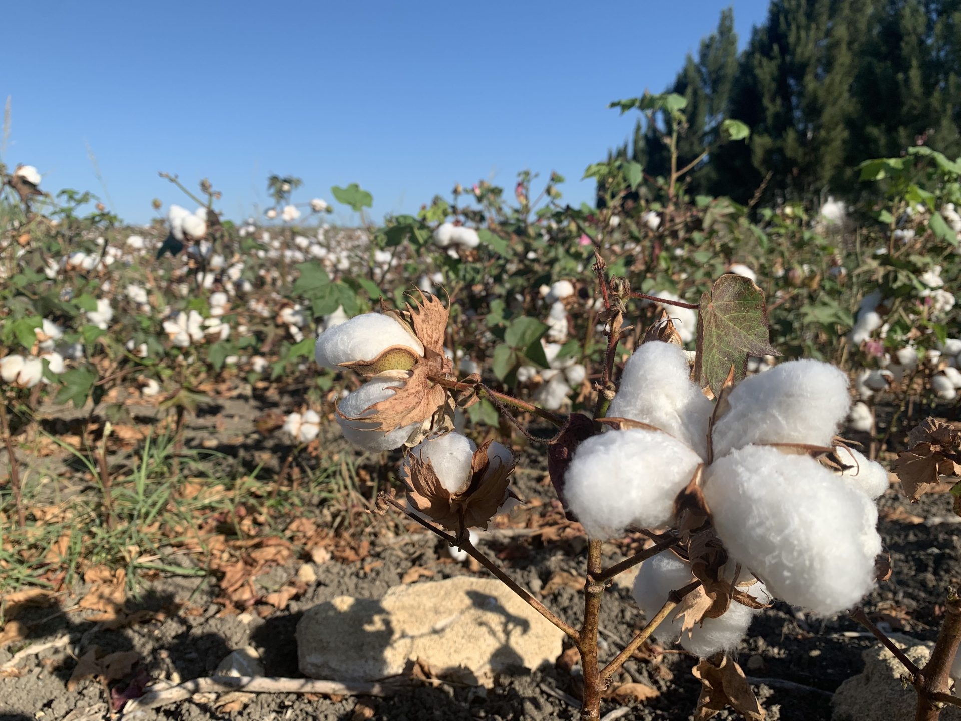 algodón sequía
