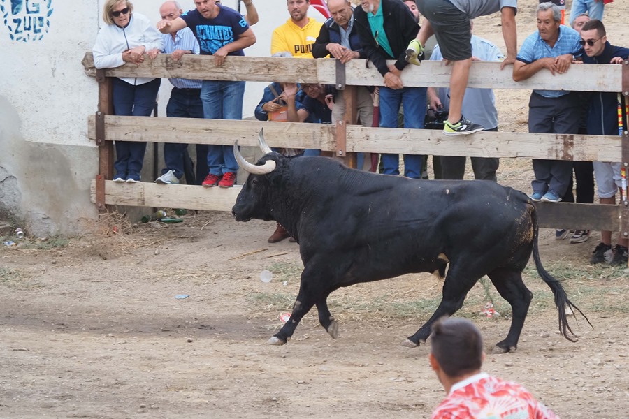 Un toro en el festejo del año pasado del Toro de la Vega (Valladolid)