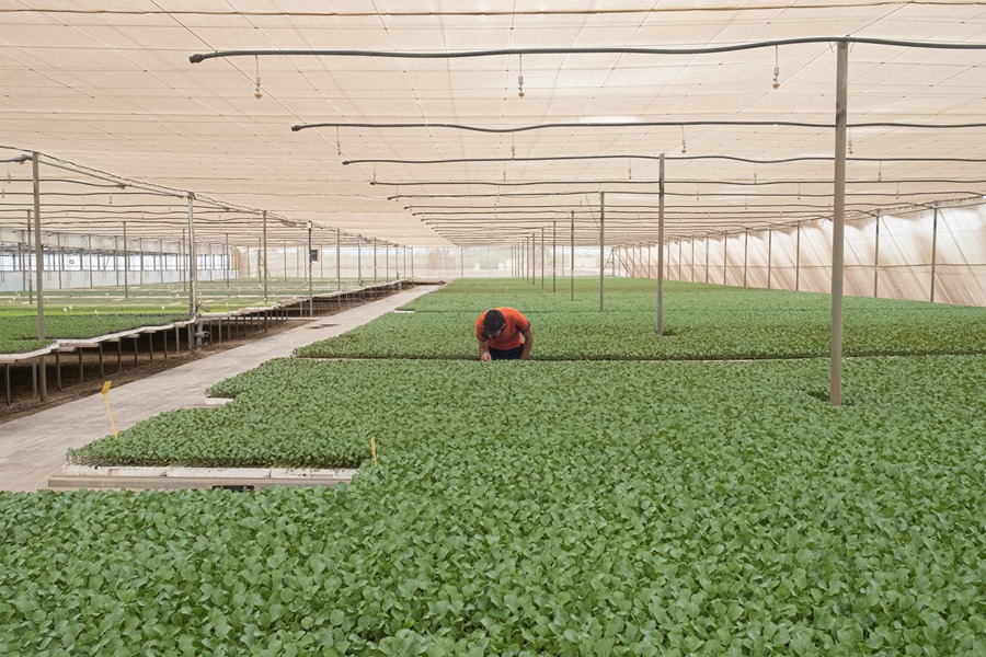 Un trabajador del semillero comprueba el estado de plantones de brócoli en una mañana lluviosa en el campo de Elche.