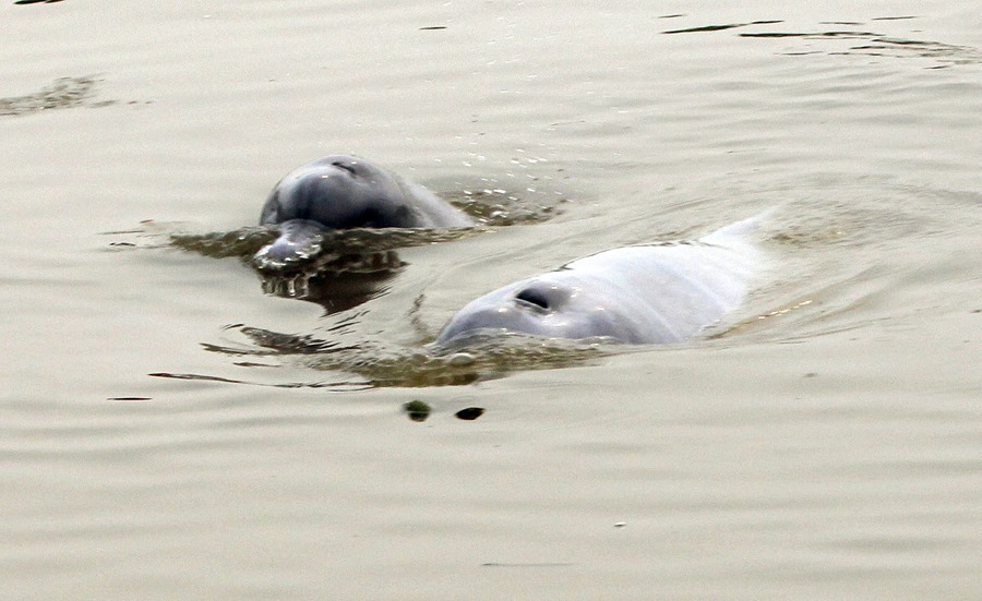 Imagen de archivo de dos delfines de río