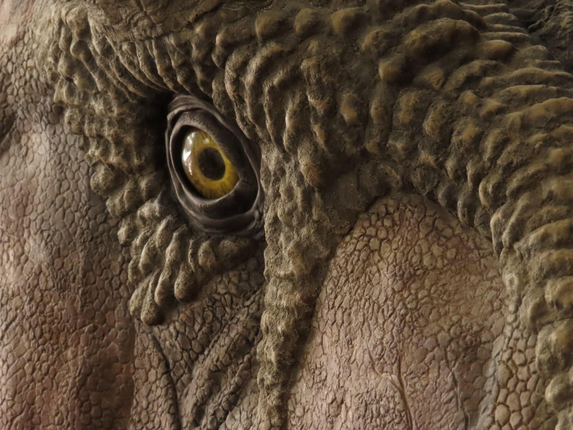 Photo of an eye of a Carnotaurus, the only horned carnivorous dinosaur from the Southern Hemisphere, on display at the Queensland Museum as part of the Patagonian Dinosaurs Exhibition EFE/Handout Queensland Museum EDITORIAL USE ONLY/ONLY AVAILABLE TO ILLUSTRATE THE ACCOMPANYING NEWS (MANDATORY CREDIT)
