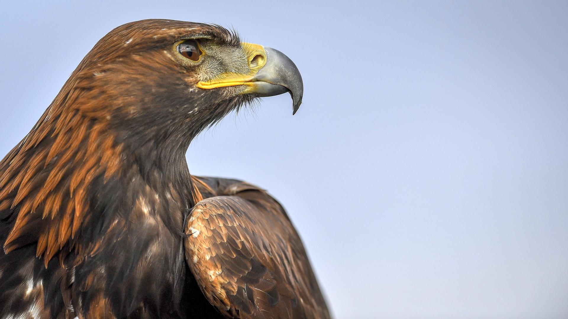 Imagen de archivo de un águila real. EFE/ZSOLT CZEGLED