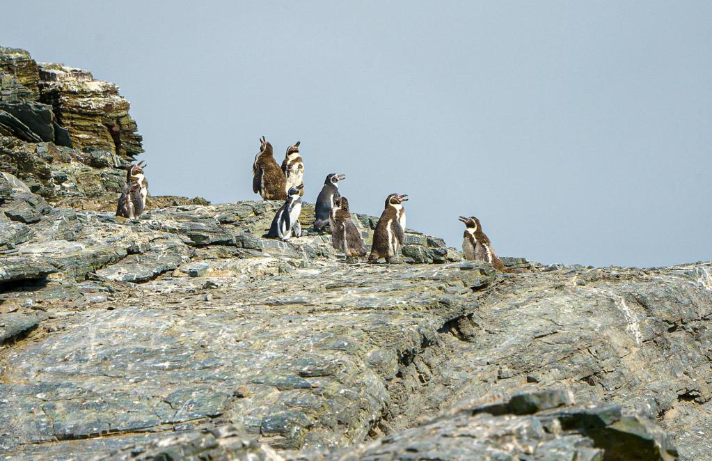 Fotografía cedida hoy por el Ministerio del Medio Ambiente (MMA) de Chile que muestra a varios pingüinos de Humboldt. EFE/Ministerio del Medio Ambiente de Chile/Jorge Herreros de Lartundo

