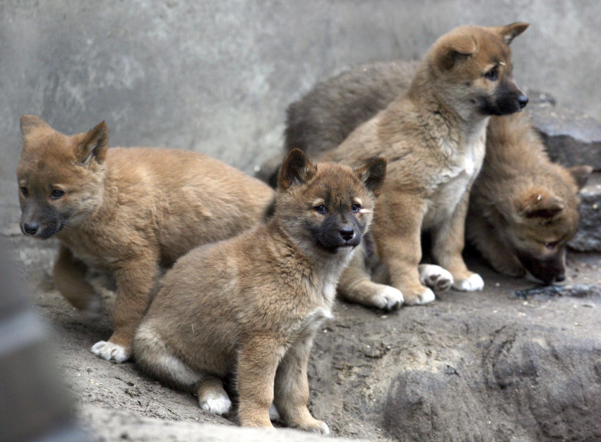 A file picture showing dingo puppies at the Tierpark zoo in Berlin, Germany. EPA/EFE/FILE/STEPHANIE PILICK