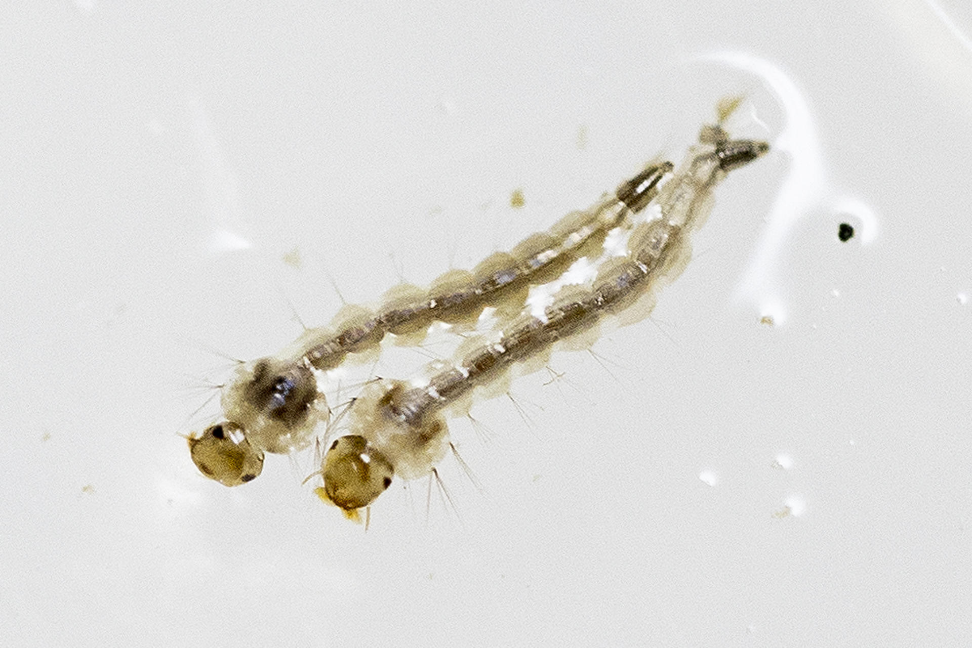 Fotografía de larvas de Aedes aegypti en el laboratorio de entomología del Centro Nacional de Control de Enfermedades Tropicales (CENCET), hoy, en Santo Domingo (República Dominicana). EFE/Orlando Barría