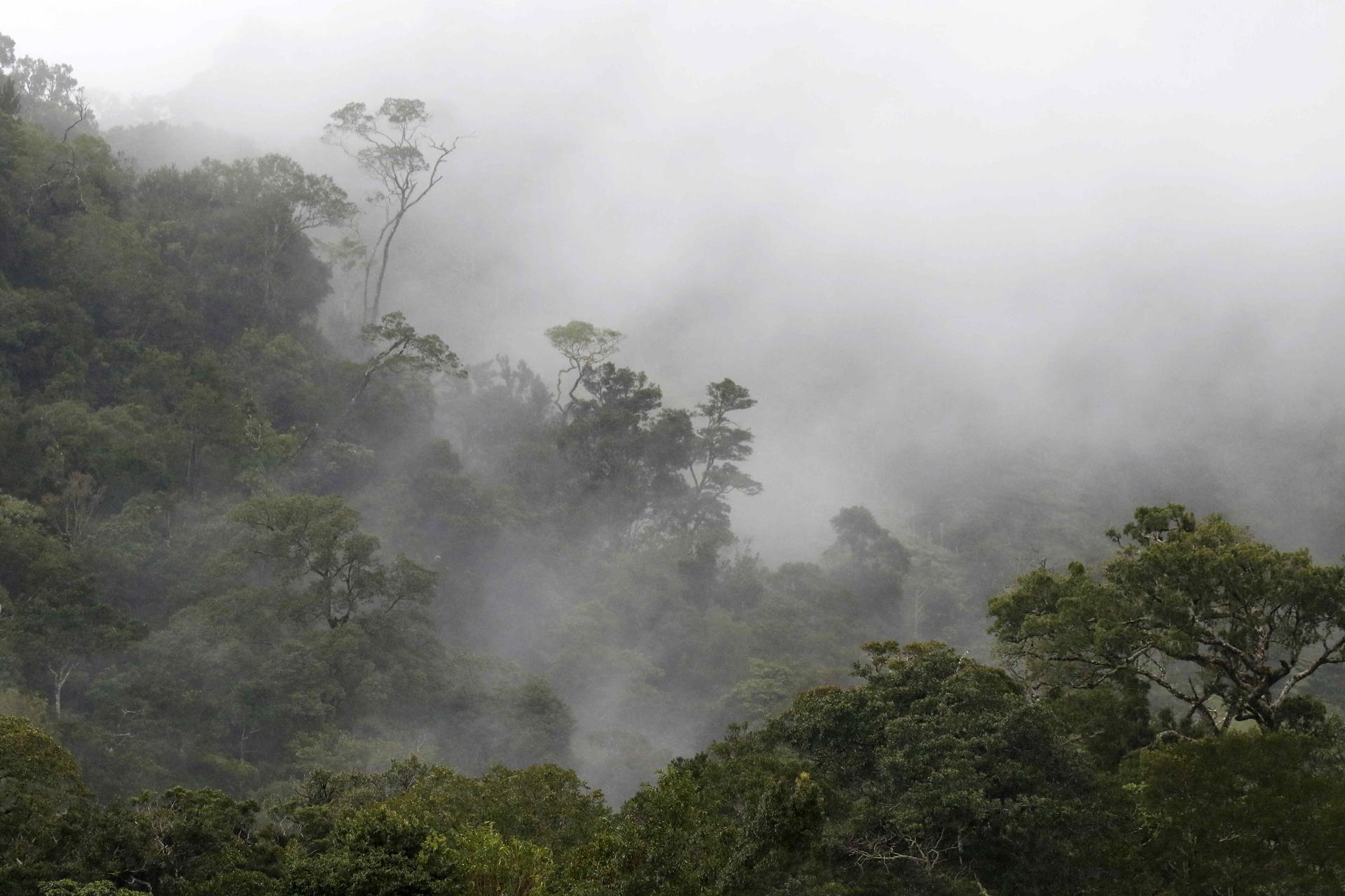 Photograph showing the San Vito de Coto Brus forest on August 27, 2023, in the San Vito de Coto Brus area (Costa Rica). EFE/ Jeffrey Arguedas