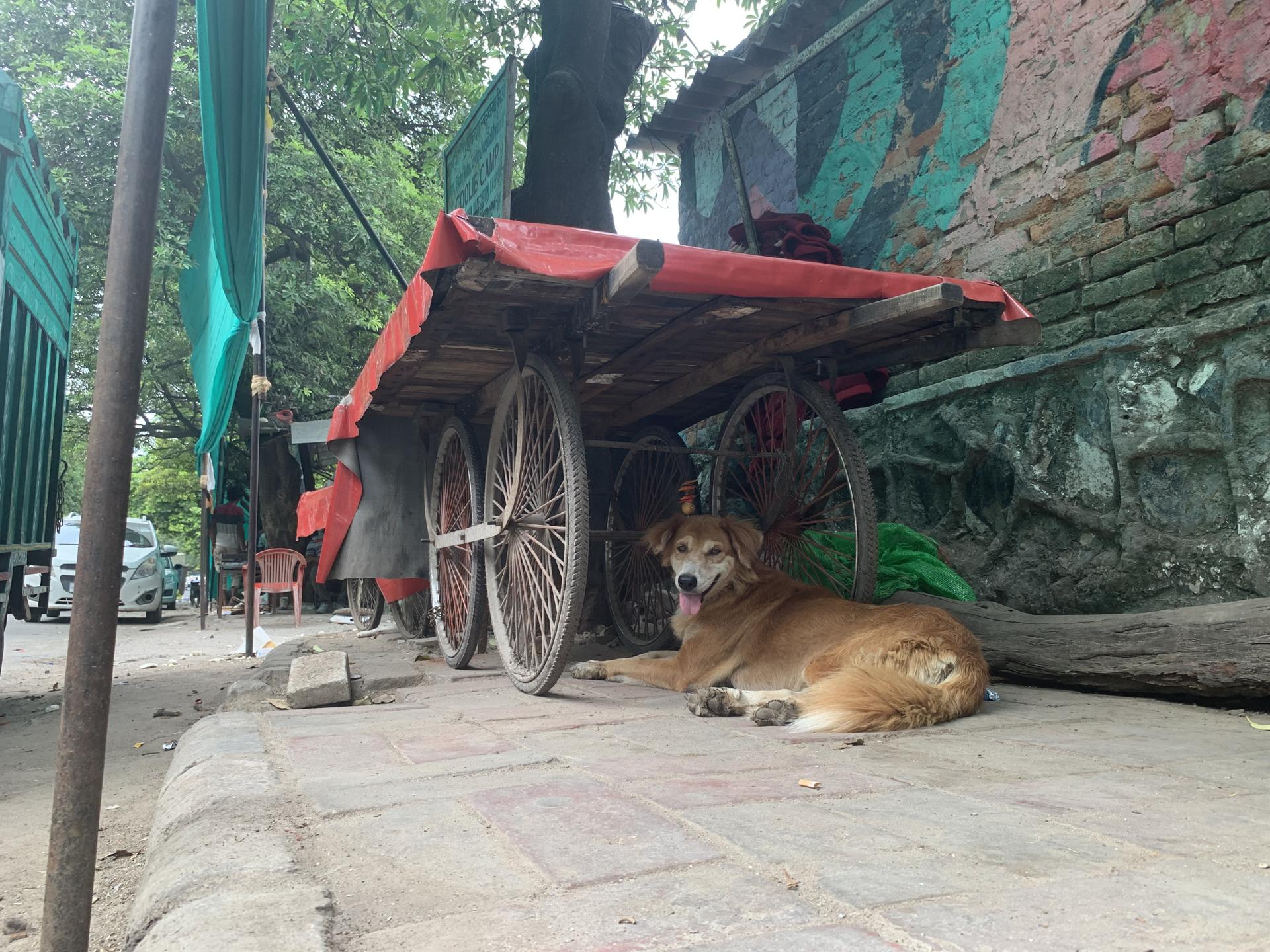 A dog rests under the shae of a wheeled handcart outside a slum area covered with a large green curtain and hoardings in the heart of the Indian ahead of the G20 Summit, New Delhi, India, Sep 6, 2023. Behind the newfound glitz for the meeting in the Indian capital lies the city’s poor and marginalized, who feel to have been pushed further into oblivion. Sarwar Kashani/EFE
