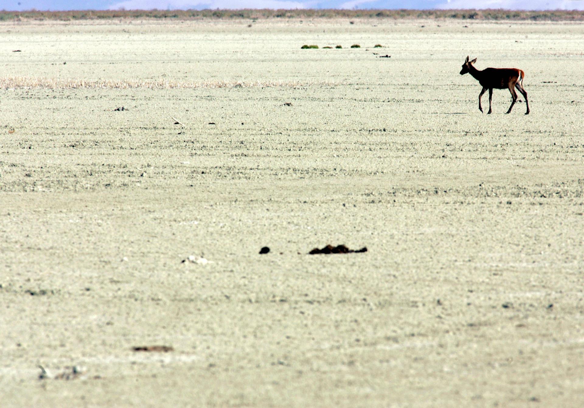 En la imagen de archivo, un ciervo joven atraviesa el Lucio del Membrillo, en la marisma del Parque Nacional de Doñana. EFE/Chema Moya