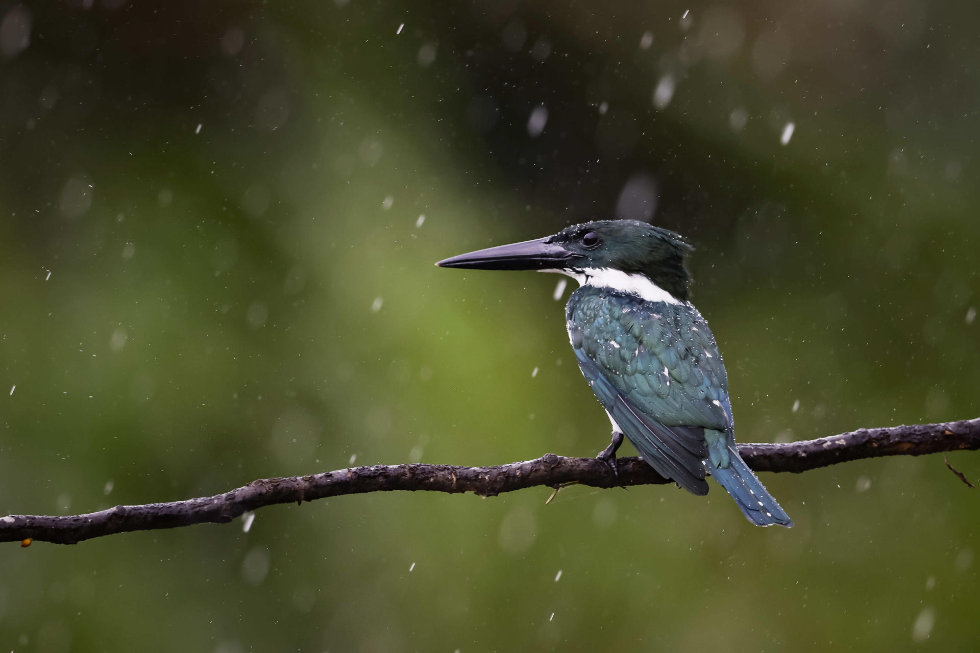 Photograph showing a kingfisher on August 25, 2023 in the Sierpe lagoon in Costa Rica. EFE/ Jeffrey Arguedas
