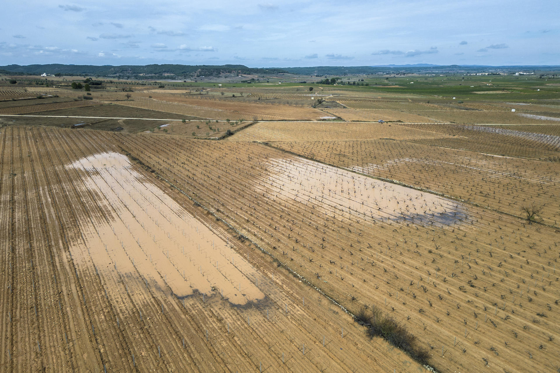 Imagen tomada por un dron de los viñedos afectados por el granizo del tamaño de pelotas de ping-pong que cayó anoche en la comarca de Utiel-Requena.EFE/ Biel Aliño
