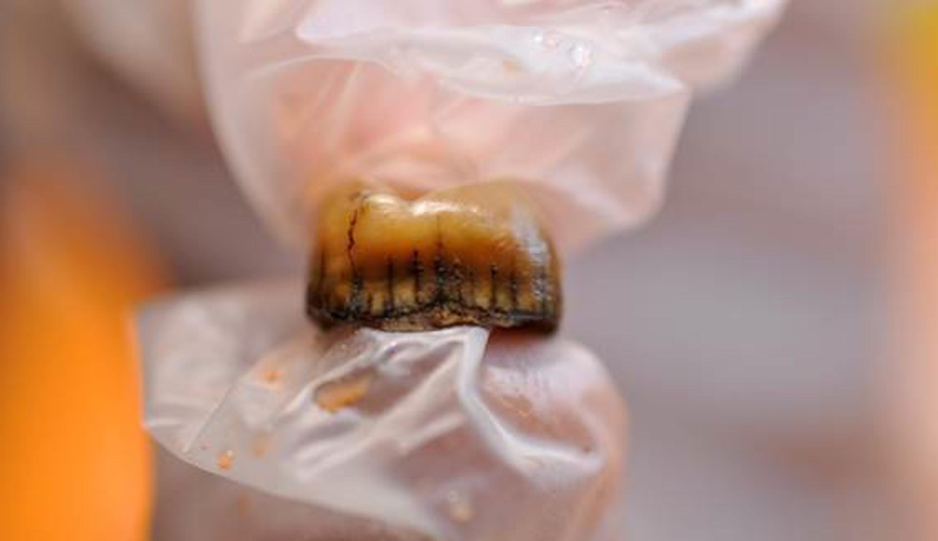 Detalle del diente neandertal recuperado en la Cova Simanya./ Fotografía facilitada pfor Juan I. Morales-IPHES-CERCA. EFE
