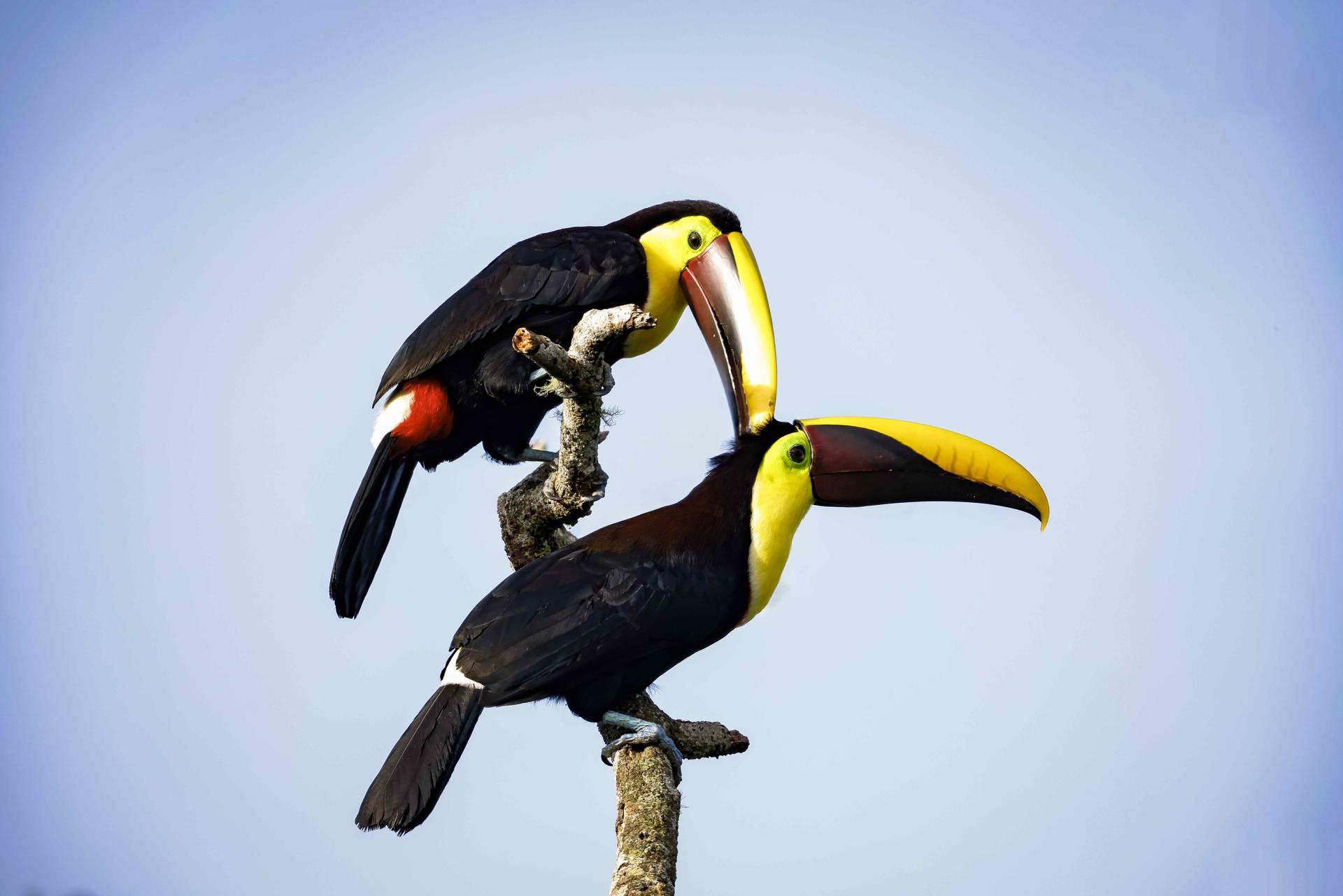 Photograph showing a pair of toucans on August 27, 2023, in the San Vito de Cotobrus area (Costa Rica). EFE/ Jeffrey Arguedas
