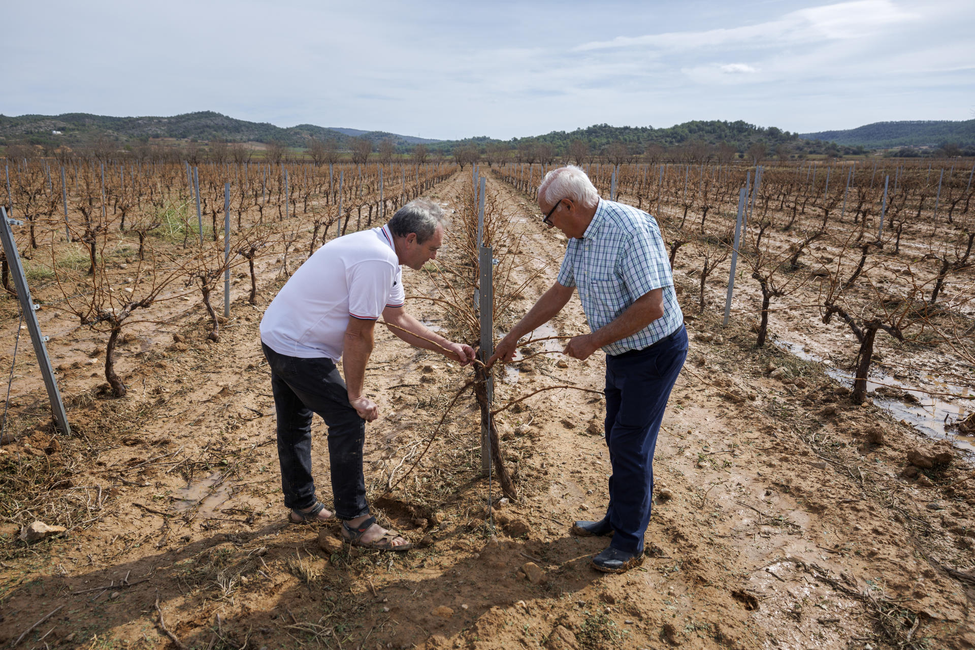 Imagen de los viñedos afectados por el granizo del tamaño de pelotas de ping-pong que cayó anoche en la comarca de Utiel-Requena. En la imagen, el propietario del campo, Gabriel (i) y José Luis Robredo, responsable de la sectorial del vino en Requena de AVA-ASAJA. EFE/Biel Aliño

