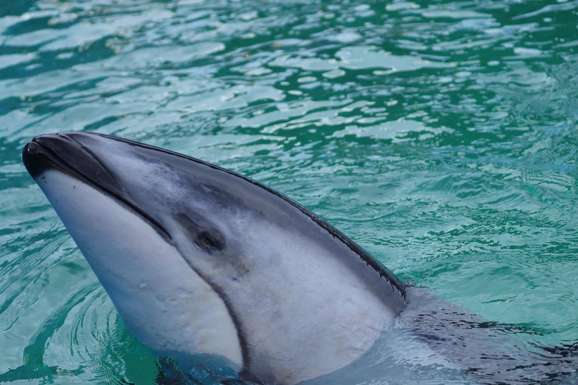 MIAMI (FL, USA), 09/25/2023.- Photo released by the Miami Seaquarium showing Li'i, a 200-pound dolphin, who had been living for 37 years in this aquarium and swam in the pond of the deceased orca Lolita, and who was transferred to a "better" habitat in Texas, where he will live "with other companions of his species", according to the Florida (USA) aquarium on Monday. EFE/Miami Seaquarium /EDITORIAL USE ONLY / NO SALES / ONLY AVAILABLE TO ILLUSTRATE THE ACCOMPANYING NEWS /CREDIT REQUIRED