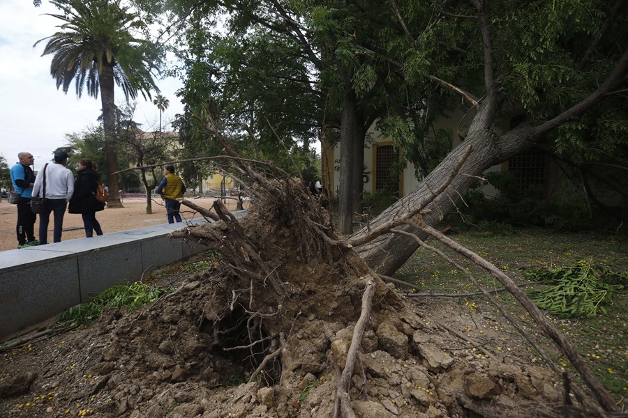 Uno de los árboles arrancados en un parque de Córdoba tras el paso de la borrasca Bernard en la pasada noche.