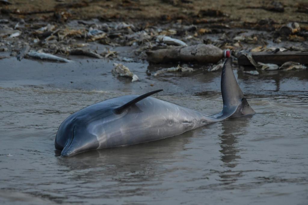 Fotografía cedida por el Instituto Mamirauá tomada el 23 de septiembre de 2023 de uno de los delfines fluviales amenazados que aparecieron muertos en el río Tefé, en la Amazonía (Brasil). EFE/André Zumak/Instituto Mamirauá
