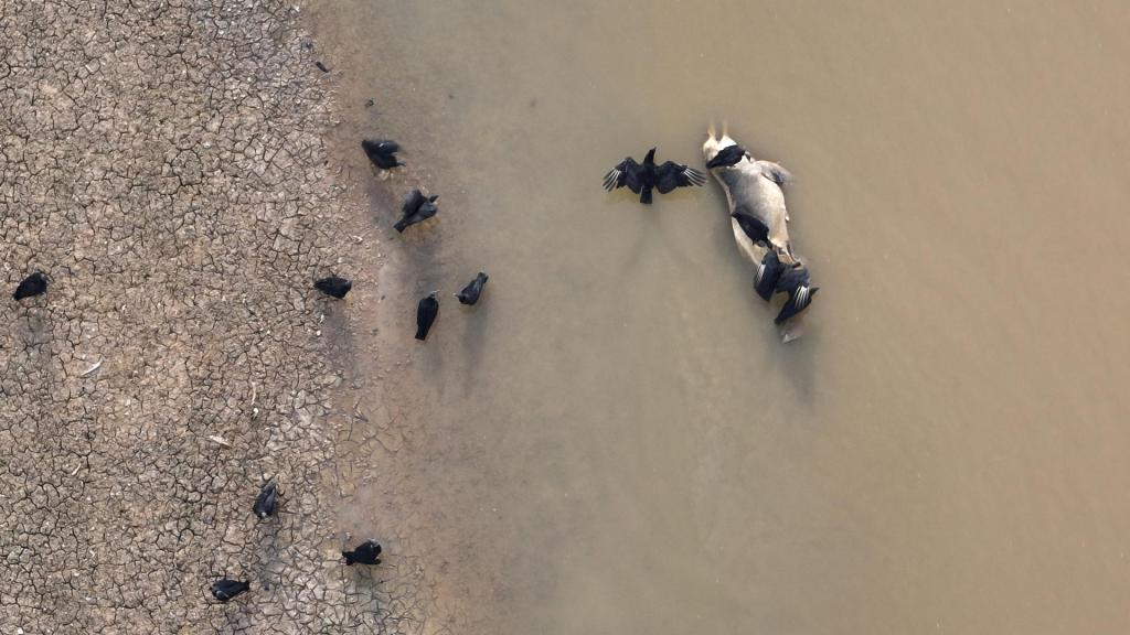 Fotografía cedida por el Instituto Mamirauá tomada el 30 de septiembre de 2023 de uno de los delfines fluviales amenazados que aparecieron muertos en el río Tefé, en la Amazonía (Brasil). EFE/Andre Coelho/Instituto Mamirauá
