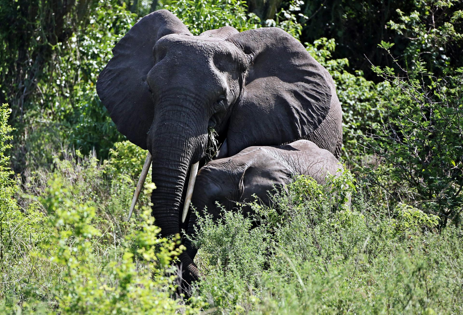 An Elephant calf and its mother pictured in the Queen Elizabeth National Park in western Uganda, 03 October 2012. EPA FILE/GERNOT HENSEL

