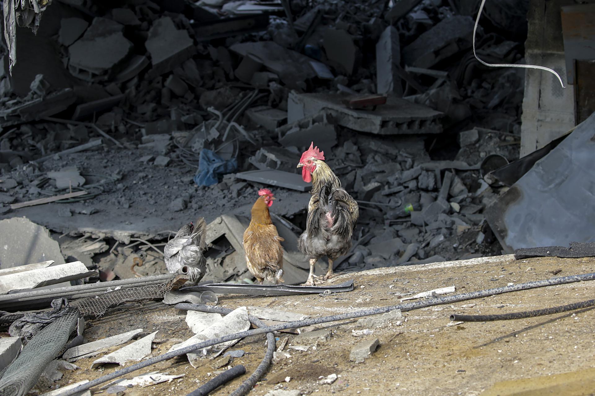 A rooster and two chickens stand in the rubble of a destroyed house after Israeli air strikes in Gaza City, 23 October 2023. EFE-EPA/MOHAMMED SABER