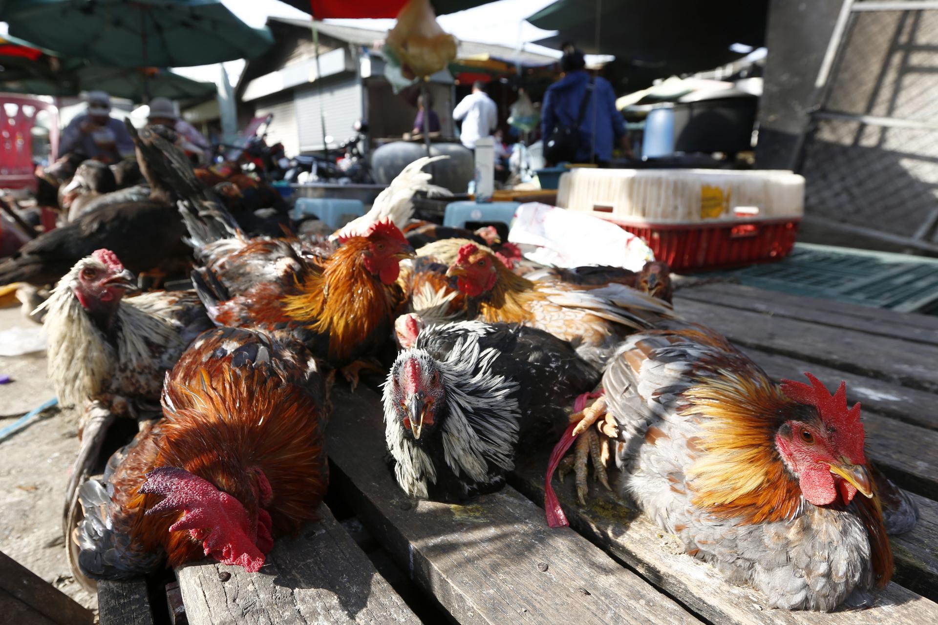 Chickens are displayed at a market in Phnom Penh, Cambodia, 25 February 2023. EFE-EPA FILE/KITH SEREY
