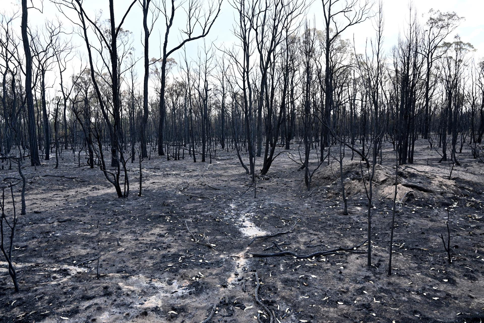 Bushland after being destroyed by bushfires near the town of Tara, Queensland, Australia, 31 October 2023. EFE-EPA/DARREN ENGLAND AUSTRALIA AND NEW ZEALAND OUT
