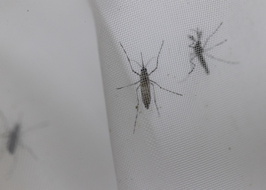 Fotografía de archivo de mosquitos Aedes aegypti en el laboratorio de entomología del Centro Nacional de Control de Enfermedades Tropicales (CENCET), en Santo Domingo (República Dominicana).