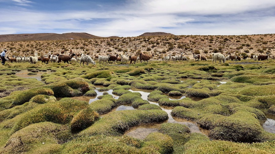 Bofedales, los "oasis" a más de 4.000 metros de altura que resisten a la sequía en Bolivia