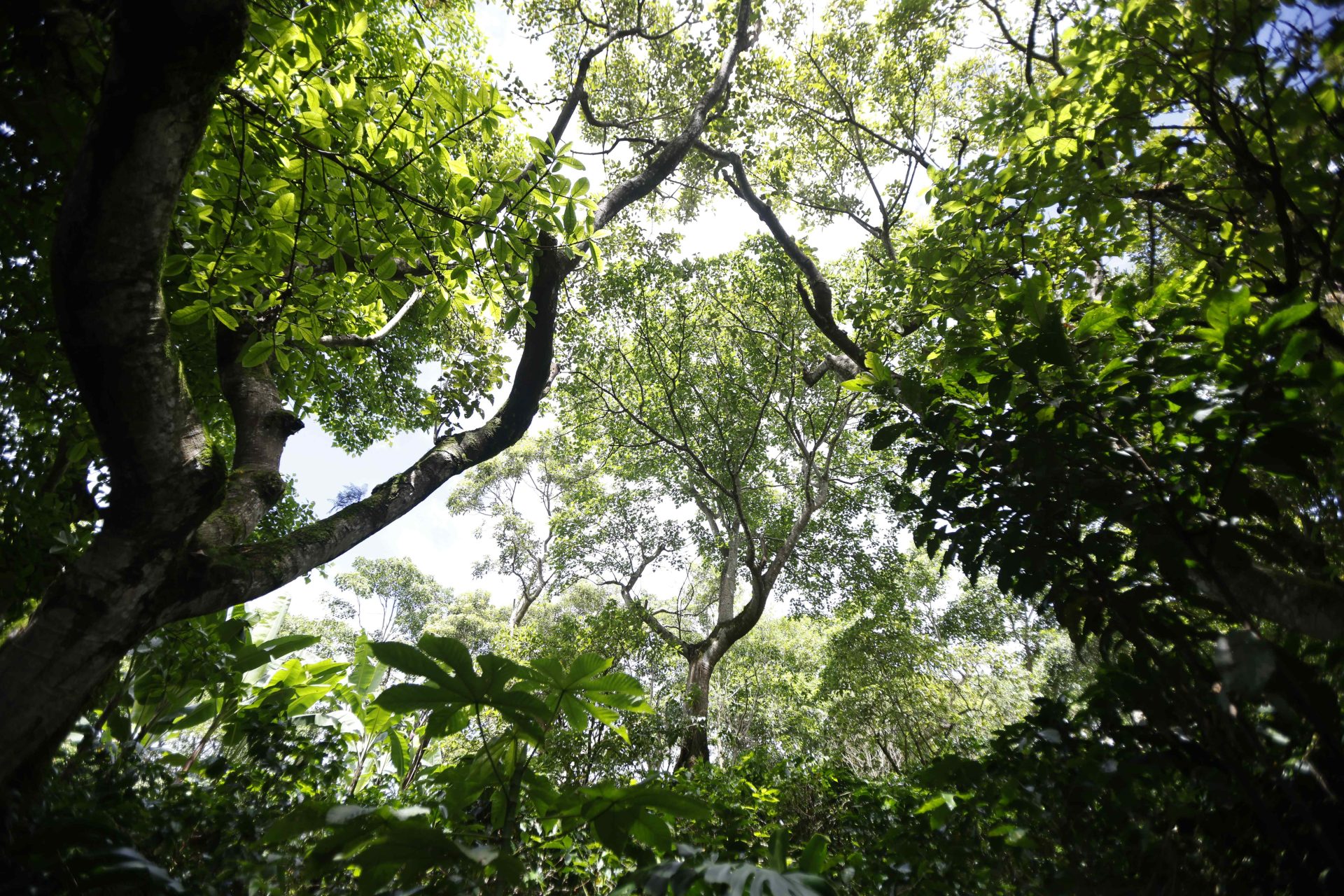 Fotografía de un bosque que cubre con su sombra a un cultivo de café, el 28 de octubre del 2023, en la provincia de Heredia, al norte de San José (Costa Rica). EFE/ Jeffrey Arguedas