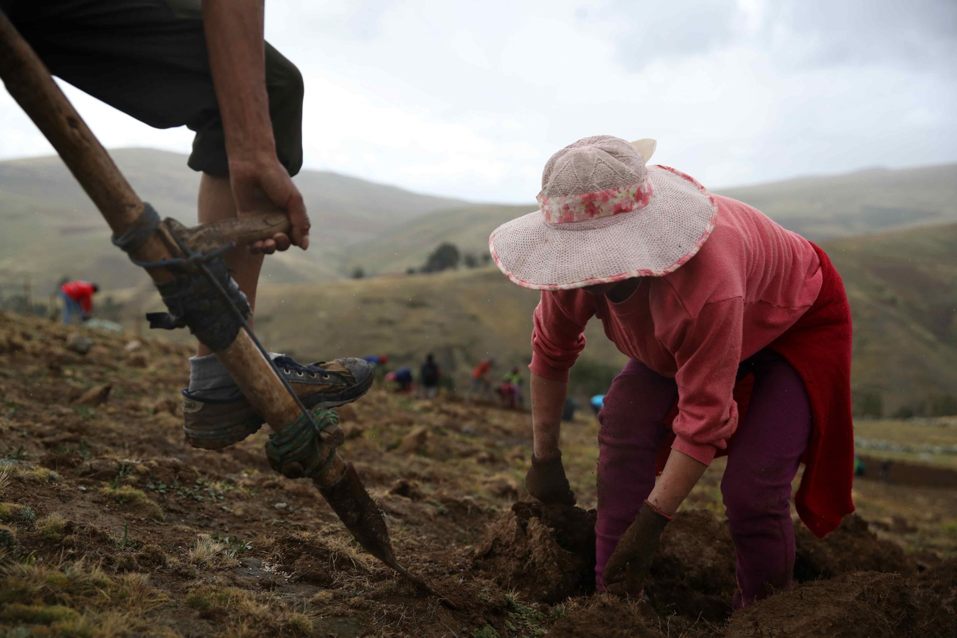 Campesinos hacen el volteo de la tierra de cultivo, el 14 de noviembre de 2023, en San José de Apata, provincia de Jauja (Perú). EFE/ Paolo Aguilar