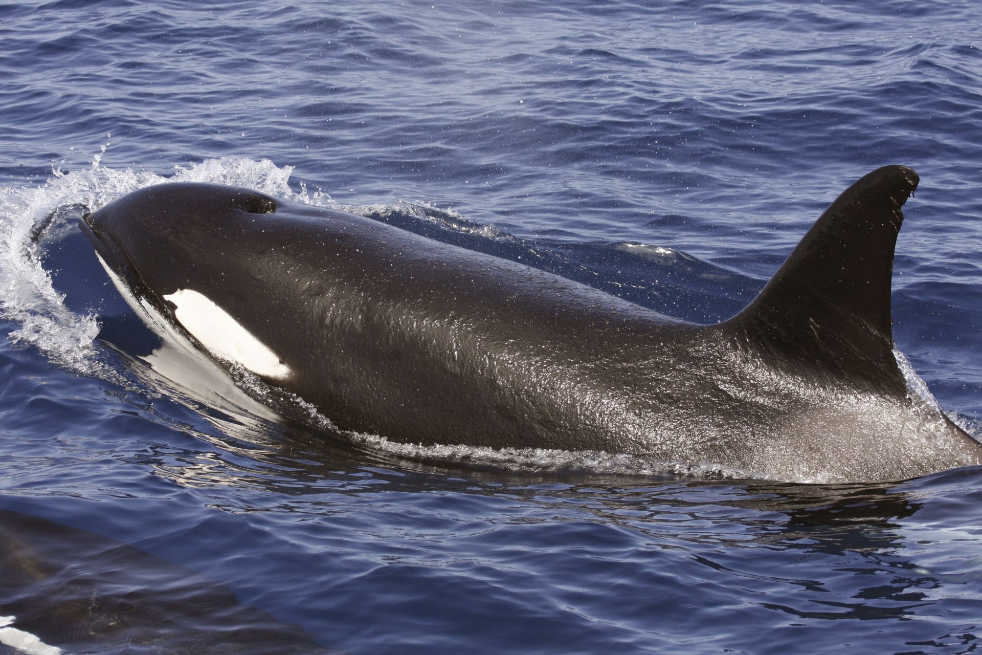 orcas velero