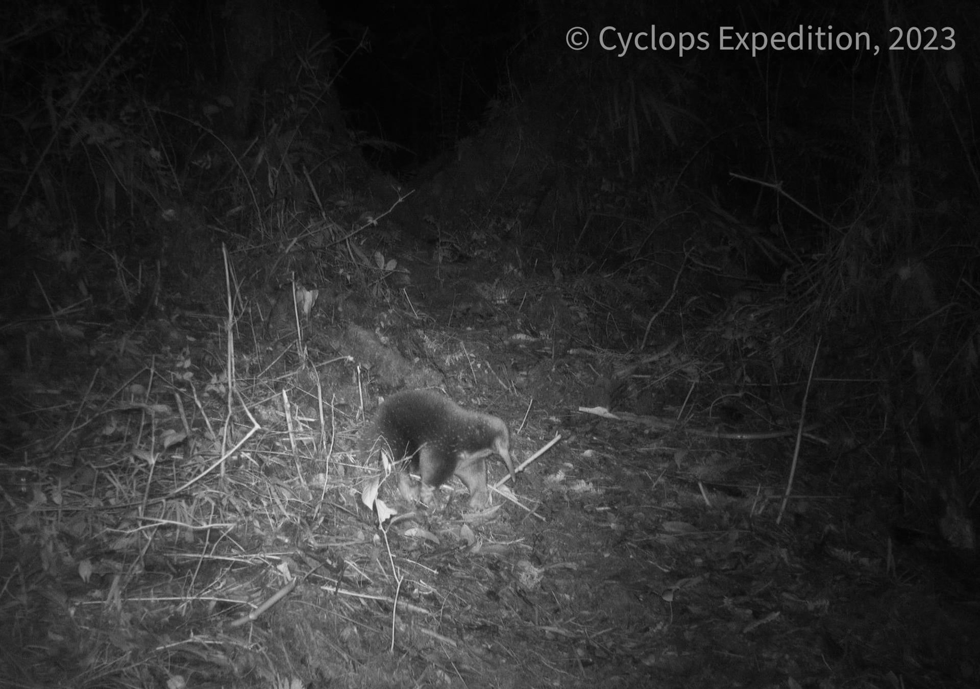 A handout photo from the Cyclops Expedition 2023 shows Attenborough's long-beaked echidna (Zaglossus attenborough) captured on trail cameras in the Cyclops Mountain's in Indonesia's Papua province. EFE/HANDOUT/CYCLOPS EXPEDITION 2023