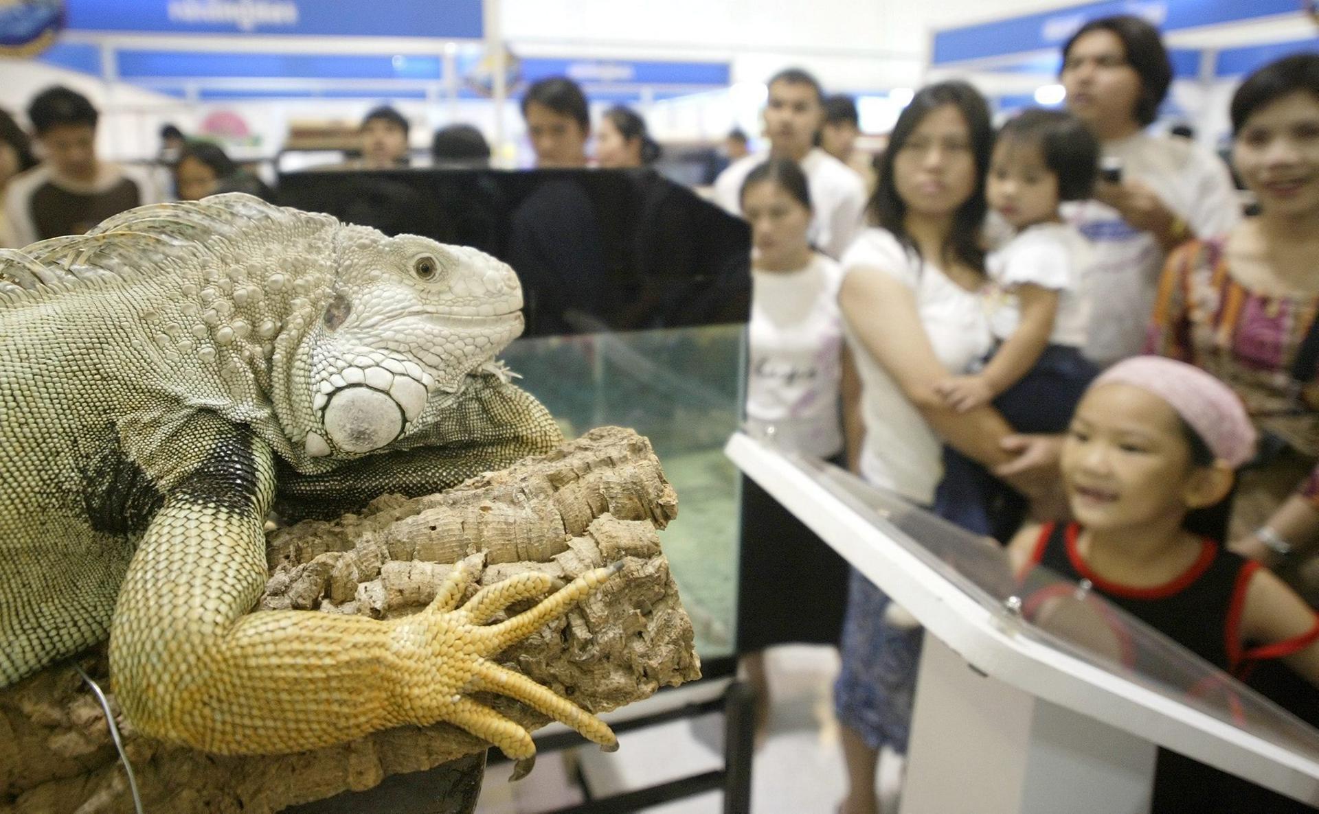 Thai crowds observe an iguana on display in a shopping centre in Bangkok, Thailand, Monday 18 October 2004 in an exhibition featuring many endangered species. EPA-EFE FILE/RUNGROJ YONGRIT