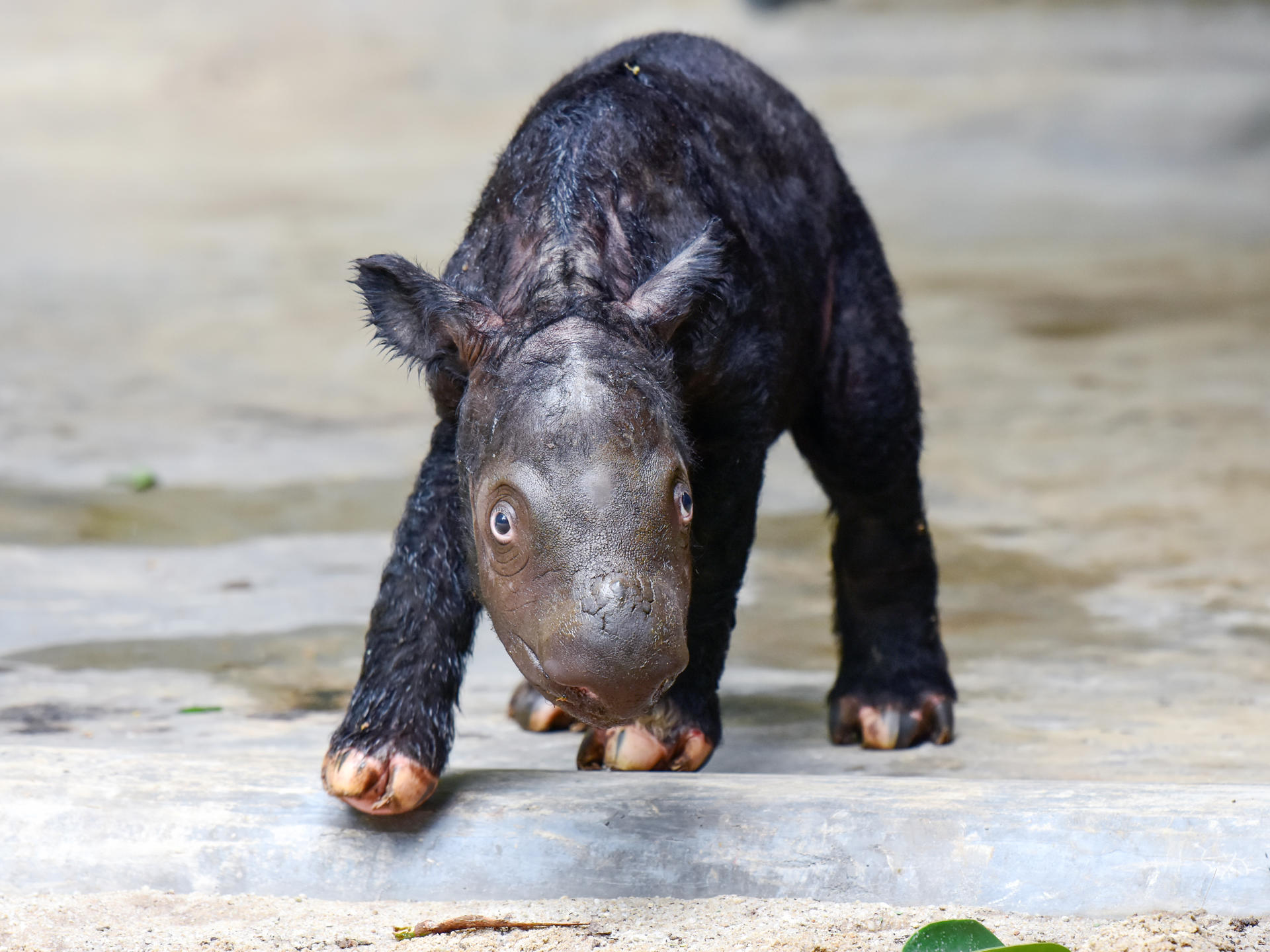 An undated handout photo from Way Kambas National Park in Indonesia shows a Sumatran rhinoceros calf recently born in the park. EFE/HANDOUT/WAY KAMBAS NATIONAL PARK