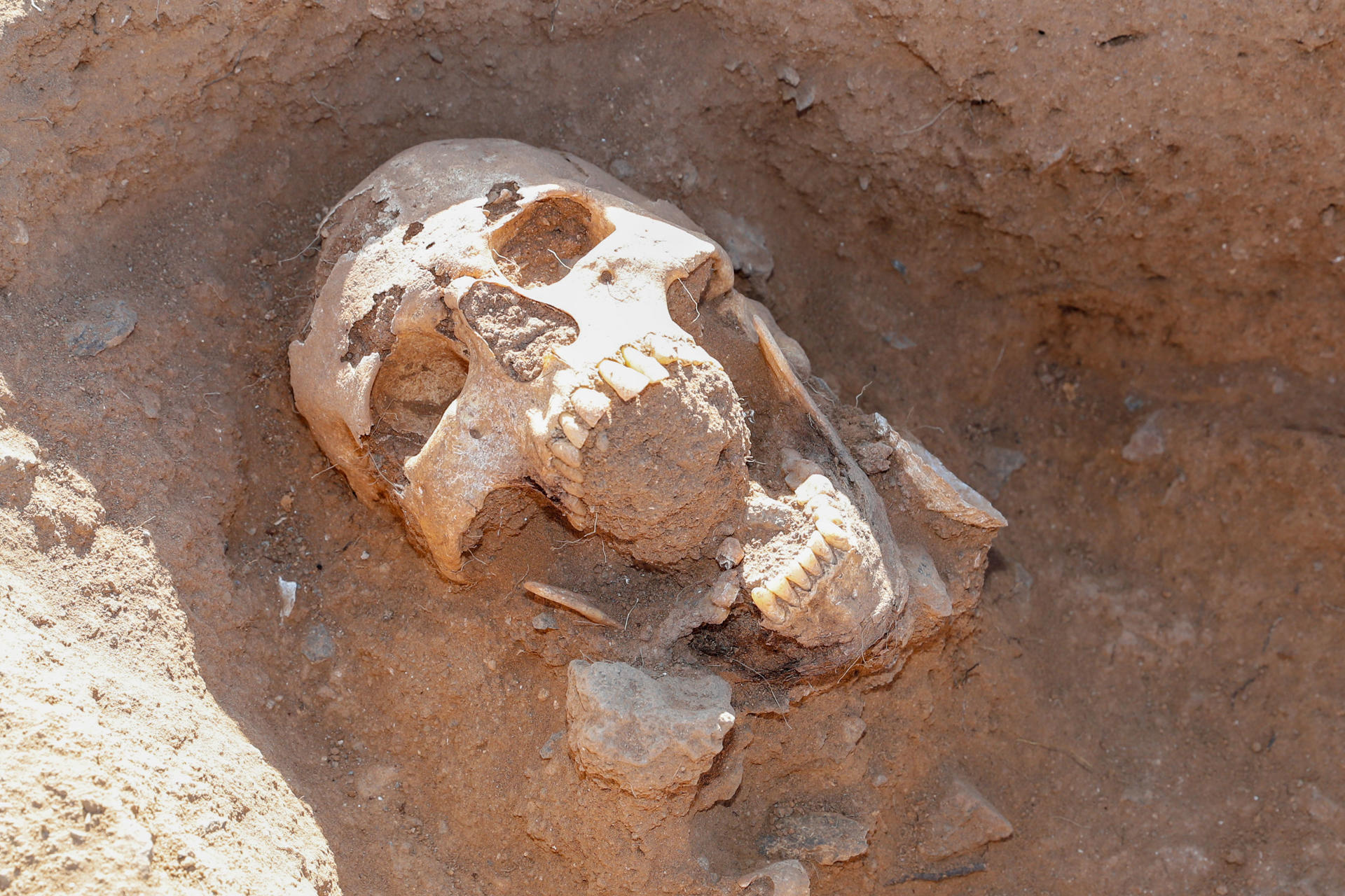 Cráneo del individuo aborigen cuyos restos han aparecido en el yacimiento prehispánico de La Guancha, en Gáldar (Gran Canaria). EFE/ Elvira Urquijo A.