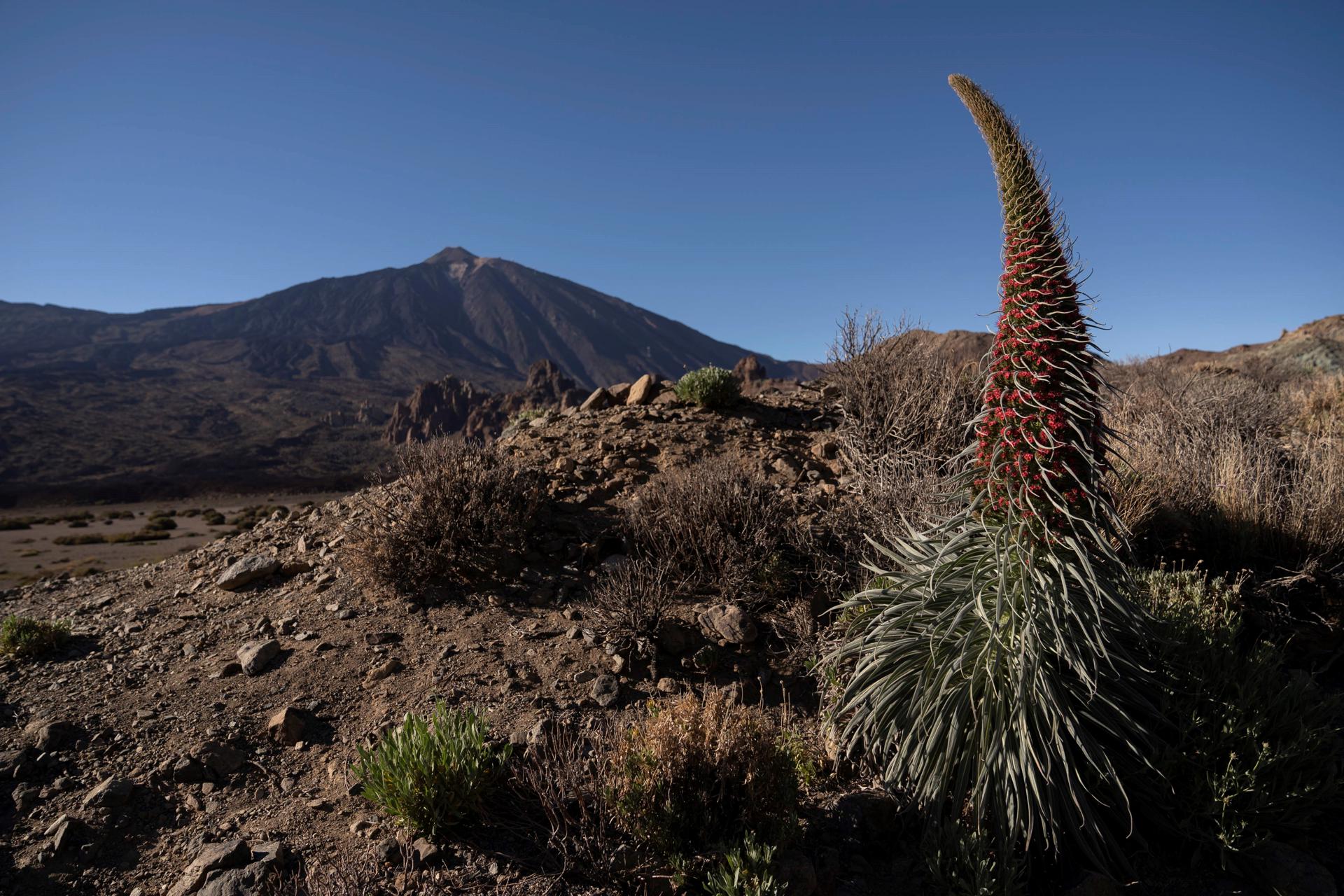 Foto de archivo del Parque Nacional del Teide, en Tenerife. EFE/ Miguel Barreto