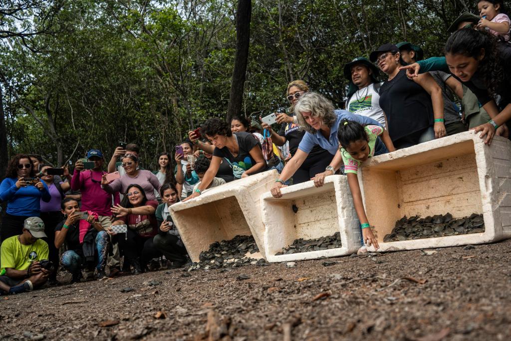 Fotografía tomada el sábado, 27 de enero de 2024 que muestra los habitantes de las comunidades ribereñas y agentes ambientales liberando en una playa en el río Negro, más de 800 crías de tortuga, en el Parque Nacional do Jaú, a unos 195 kilómetros de Manaos, la mayor ciudad de la Amazonía (Brasil). EFE/ Raphael Alves

