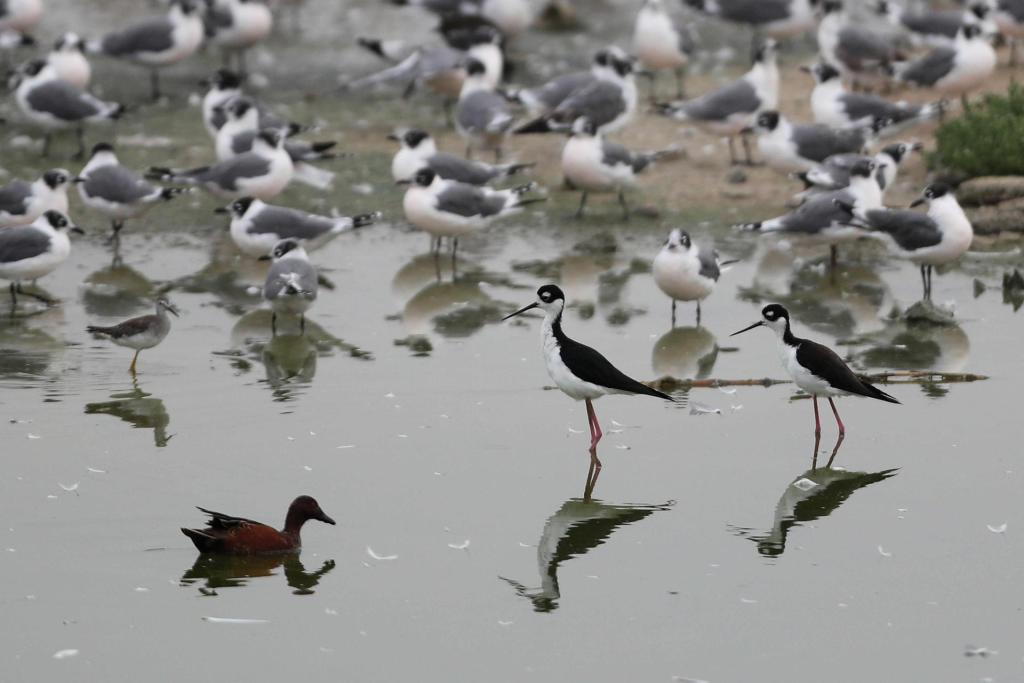 Aves descansan sobre un cuerpo de agua en el refugio de vida silvestre "Los Pantanos de Villa", hoy, en el sur de Lima (Perú). EFE/ Paolo Aguilar
