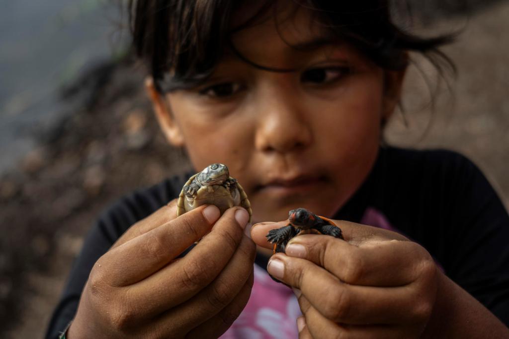 Fotografía tomada el sábado, 27 de enero de 2024 que muestra una niña de las comunidades ribereñas que observa una tortuga tras su liberación en la naturaleza, en el Parque Nacional do Jaú, a unos 195 kilómetros de Manaos, la mayor ciudad de la Amazonía (Brasil). EFE/ Raphael Alves

