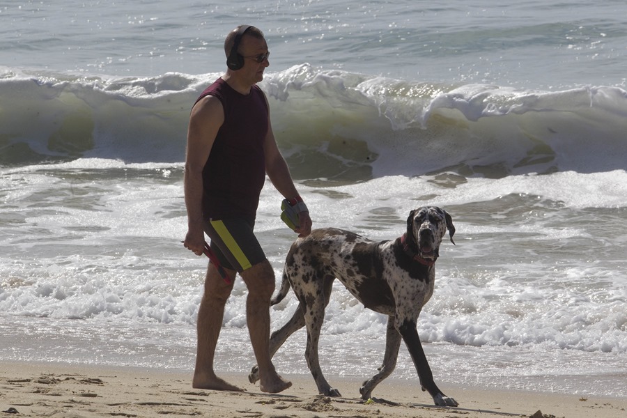 Casi 150.000 perros y gatos fueron adoptados en España en 2024, un 11 % más