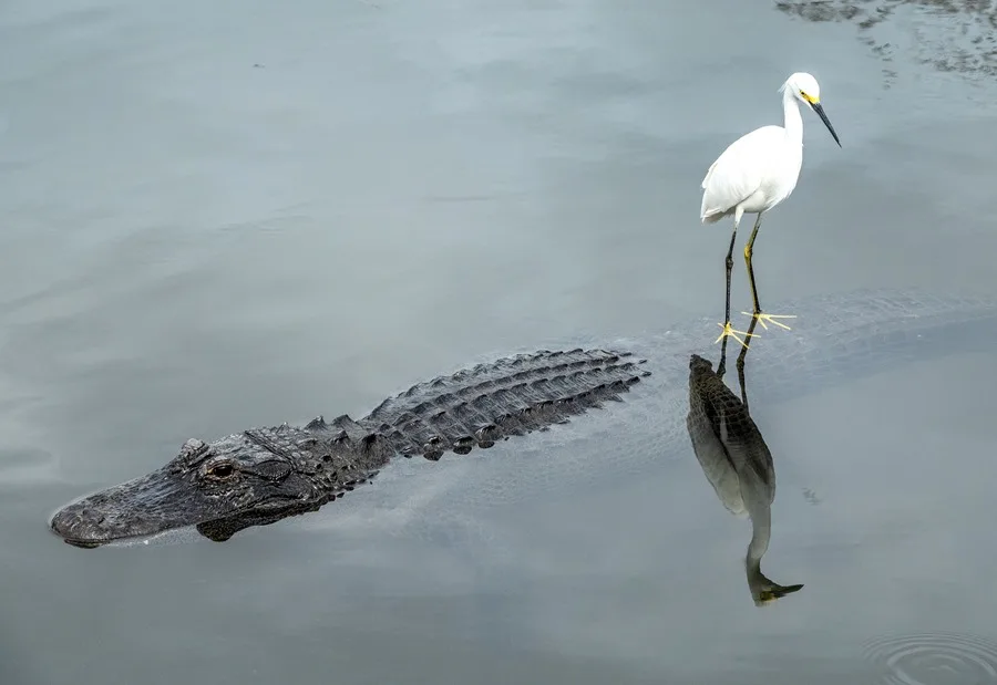 Florida Hunting Program Opens Inscriptions