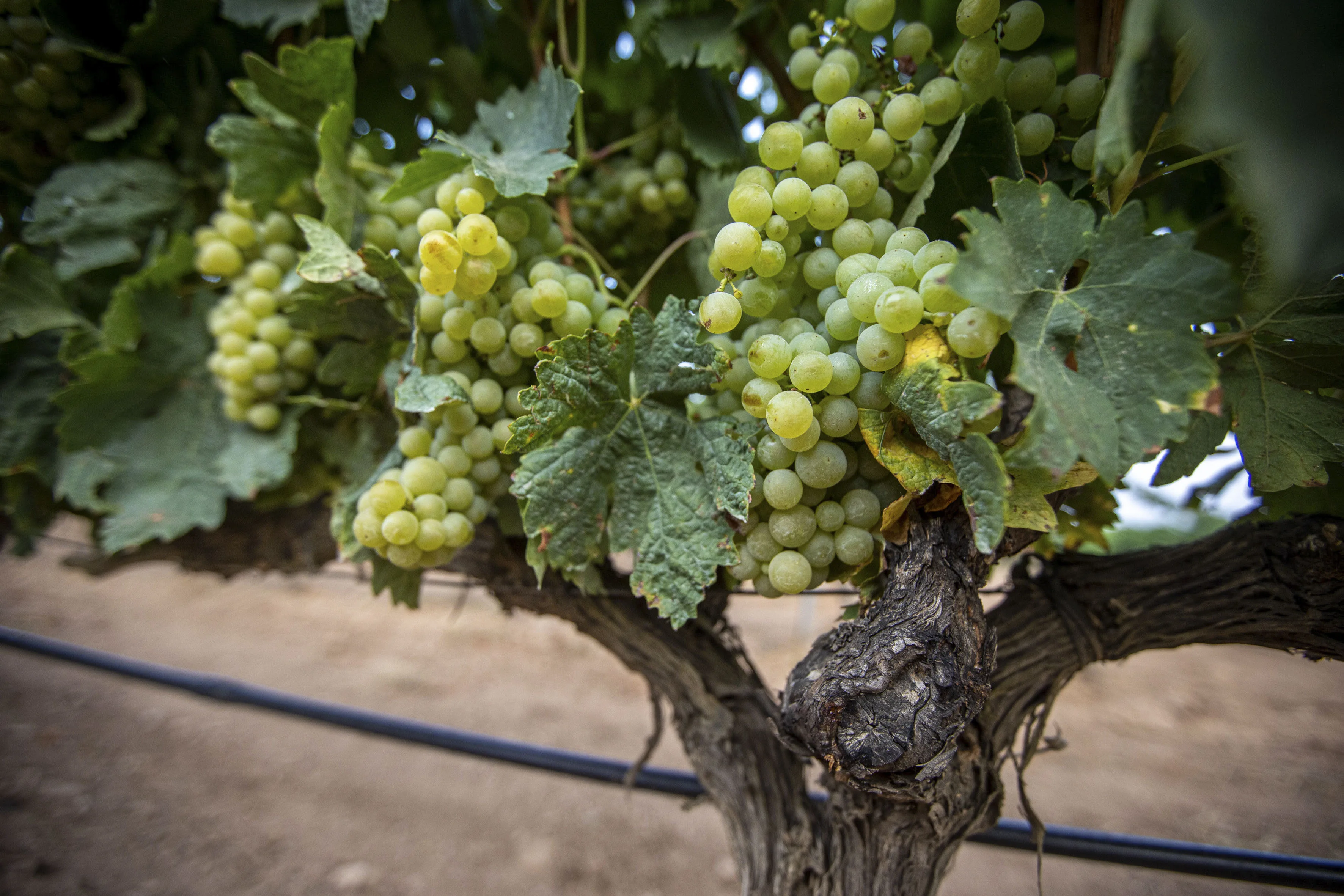 Cata popular del Concurso de Vinos de La Rioja en El Espolón - EFE Noticias
