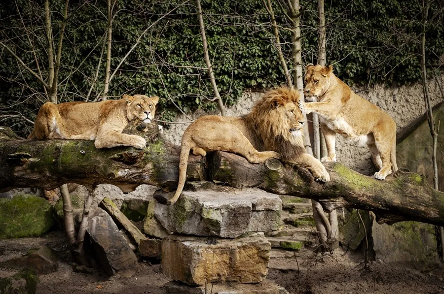 Leones atacan y matan a un trabajador de un zoológico frente a turistas en Tailandia