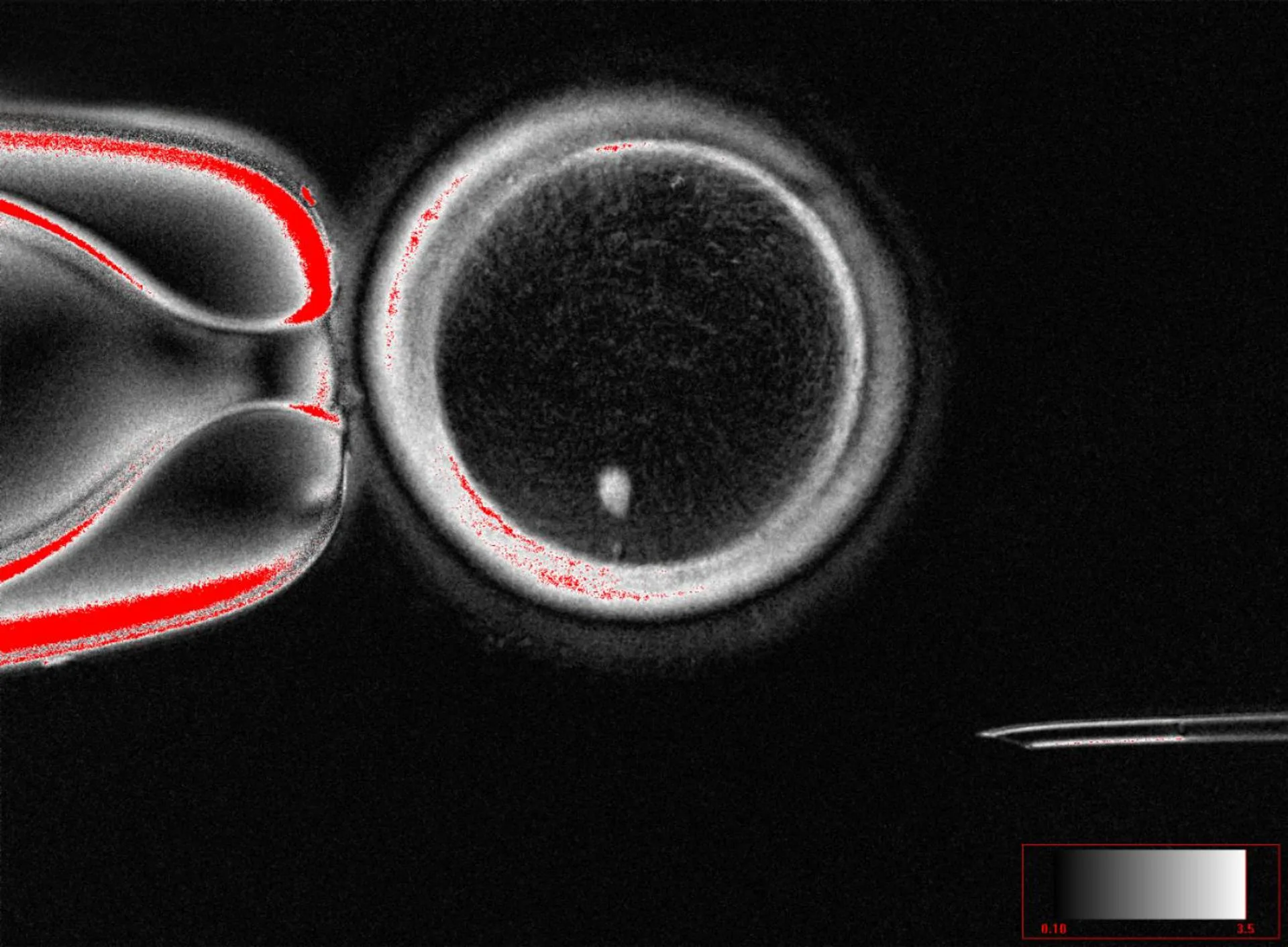 Desarrollan óvulos humanos potencialmente fecundables a partir de células de la piel