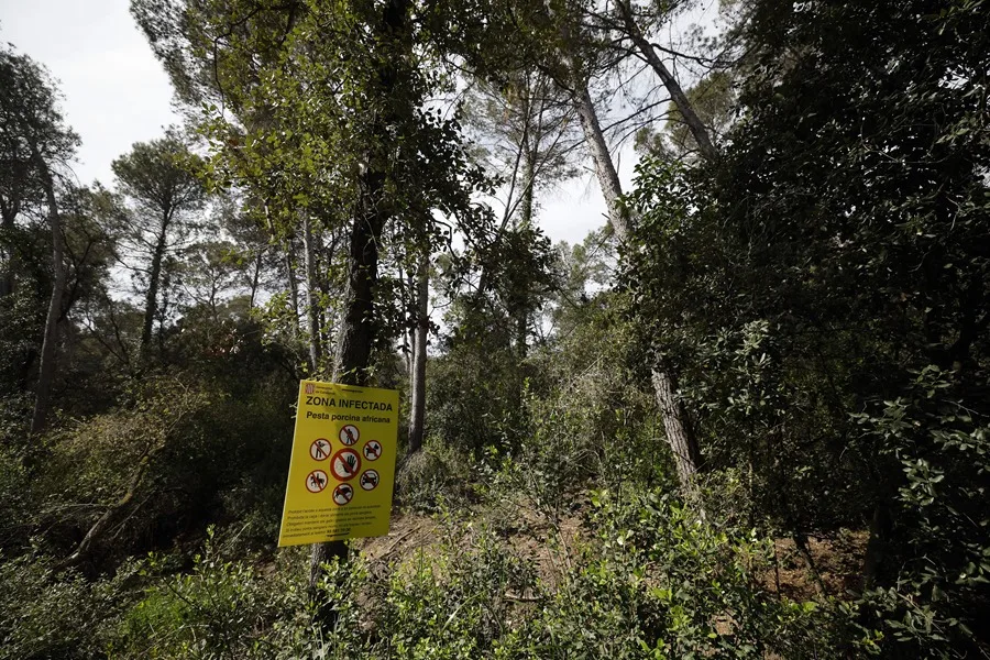 La Generalitat pide desviar el Tour de Francia por la peste porcina