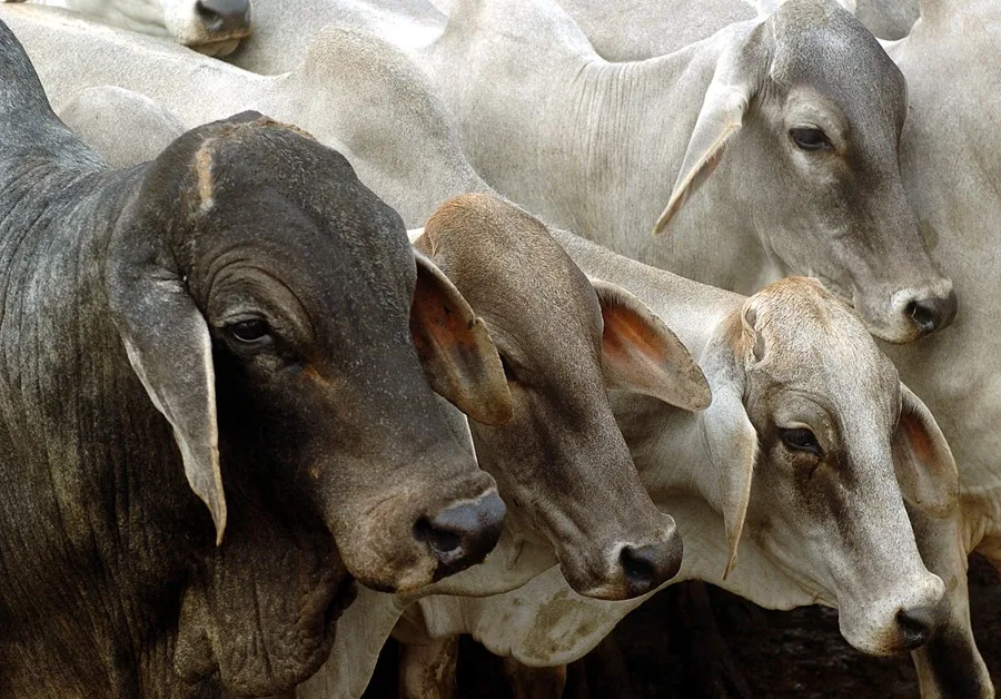 U.S. President Donald Trump said that the beef imported to lower prices in the country comes from Argentina and Brazil.